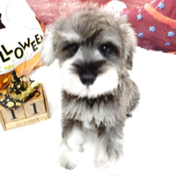 ミニチュアシュナウザー【東京都・男の子・2025年8月2日・ソルトアンドペッパー】の写真「しっかりした体つきの子です。」