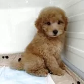 タイニープードル