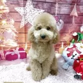 トイプードル(トイ)