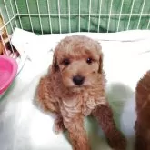 トイプードル(トイ)【東京都・男の子・2025年6月3日・クリーム】の写真3