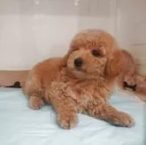 トイプードル(トイ)【東京都・男の子・2025年6月3日・クリーム】の写真2