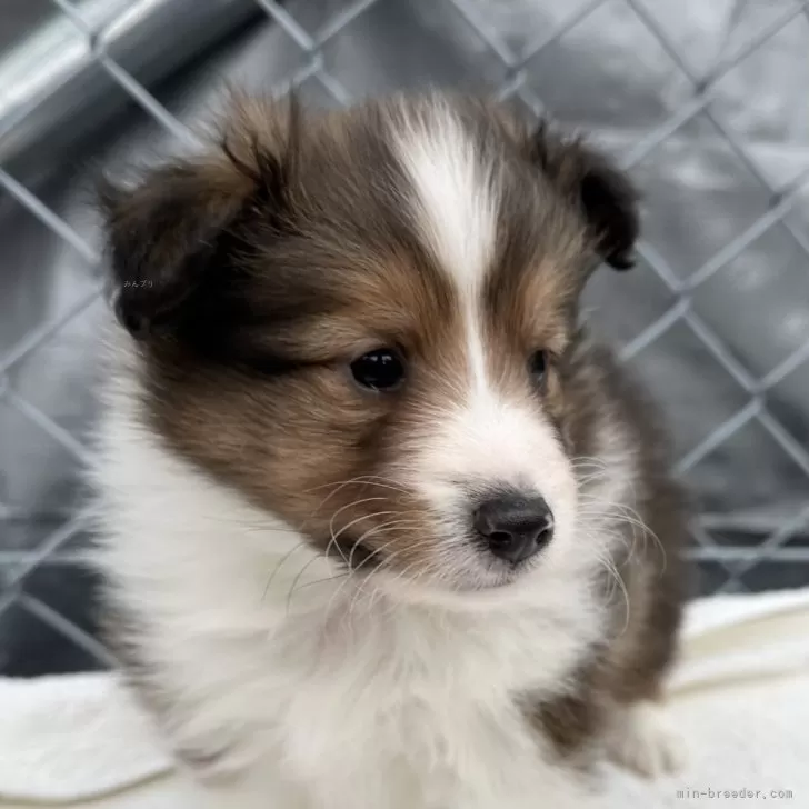 ID：2503-00009の子犬