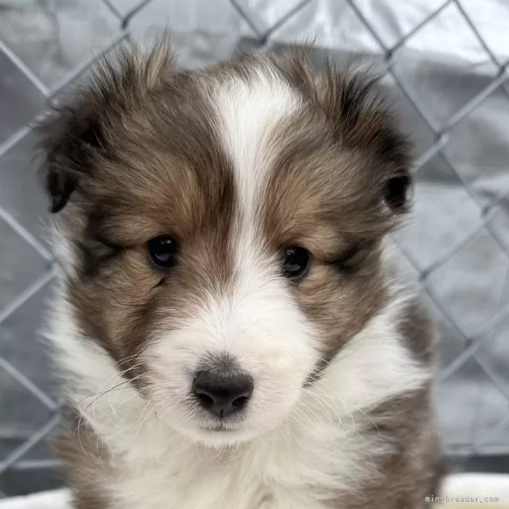 ID：2503-00007の子犬