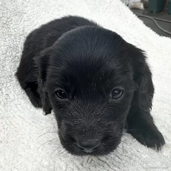 ID：2503-00628の子犬