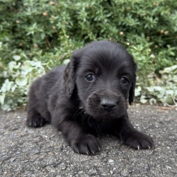 ミニチュアダックスフンド(ロング)【福岡県・男の子・2025年10月14日・ブラック】の写真「かわいい🫧」