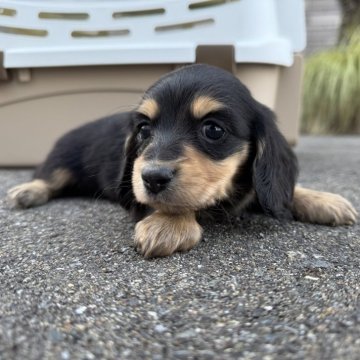 ミニチュアダックスフンド(ロング)【福岡県・女の子・2025年10月14日・ブラックタン】の写真「かわいい🫧」