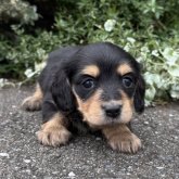 ミニチュアダックスフンド(ロング)