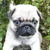 パグ