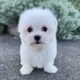 マルチーズ