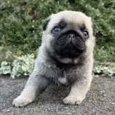 パグ