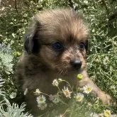 ポメックス(ポメラニアン×ダックスフンド)【福岡県・男の子・2025年6月25日・チョコダップル】の写真1