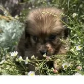 ポメックス(ポメラニアン×ダックスフンド)【福岡県・男の子・2025年6月25日・チョコダップル】の写真2