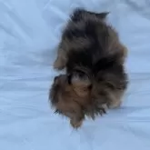 ポメックス(ポメラニアン×ダックスフンド)【福岡県・男の子・2025年6月25日・チョコダップル】の写真4