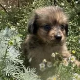 ポメックス(ポメラニアン×ダックスフンド)【福岡県・男の子・2025年6月25日・チョコダップル】の写真5