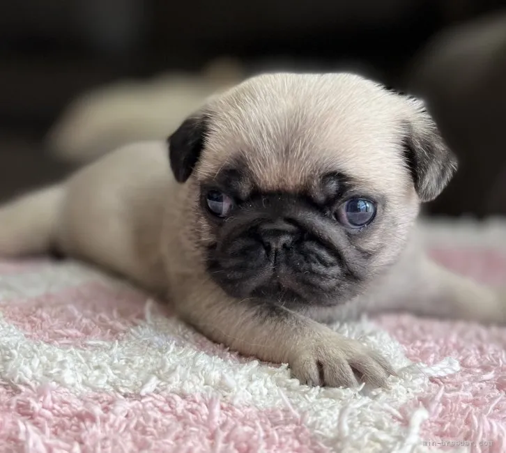 ID:2204-00224の子犬