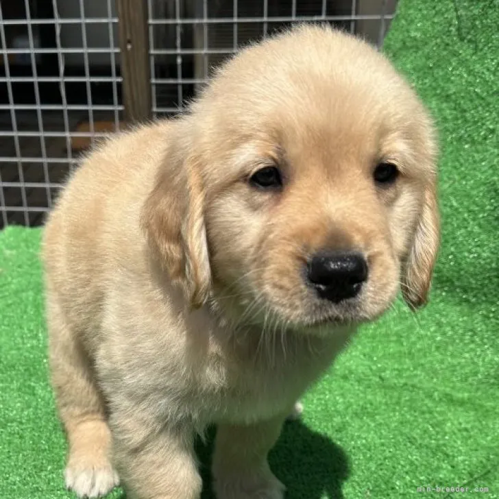 ID：2303-01324の子犬