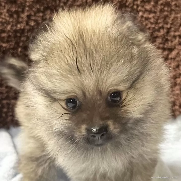 ID：2407-07928の子犬