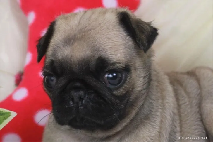 T.S 様のお迎えした子犬
