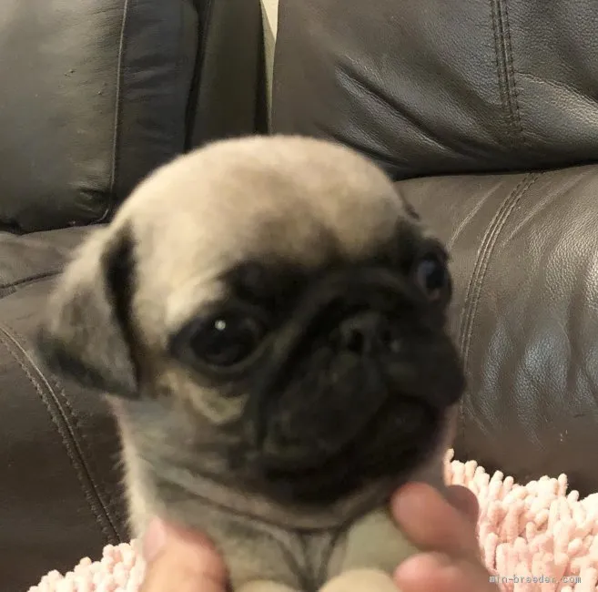 よっきー 様のお迎えした子犬