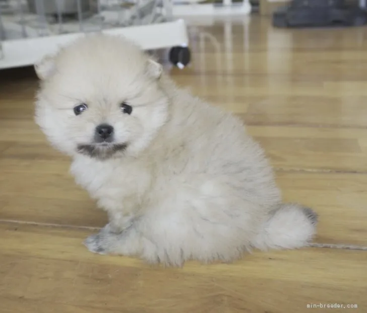 ID：2105-00227の子犬