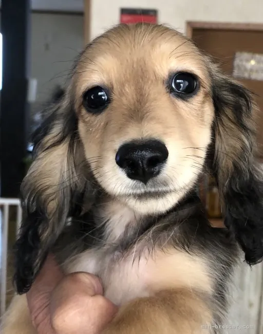 黒田犬 様のお迎えした子犬