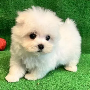 □kohfujiさま専用愛犬マルチーズちゃんオーダー確認用ページ□ハンドメイド まるちーず様 ♡ 専用ページ □kohfujiさま専用愛犬マルチーズ