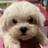 マルチーズ【福岡県・女の子・2022年7月15日・ホワイト】の写真1「9／7撮影」