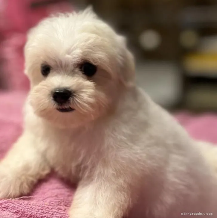 ID:2209-01252の子犬