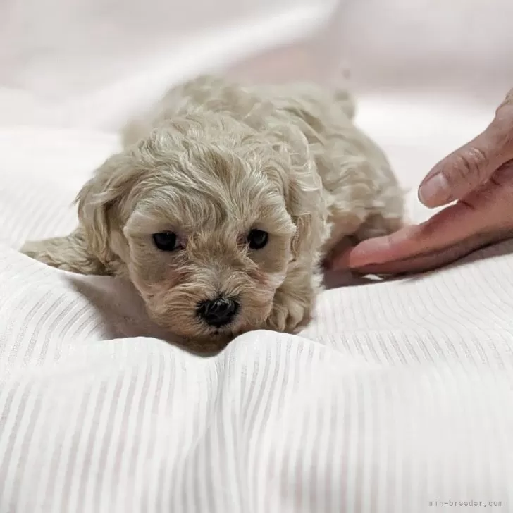 マルプー(マルチーズ×トイプードル)【北海道・男の子・2025年11月10日・アプリ】の写真1「とってもかわいいです！」