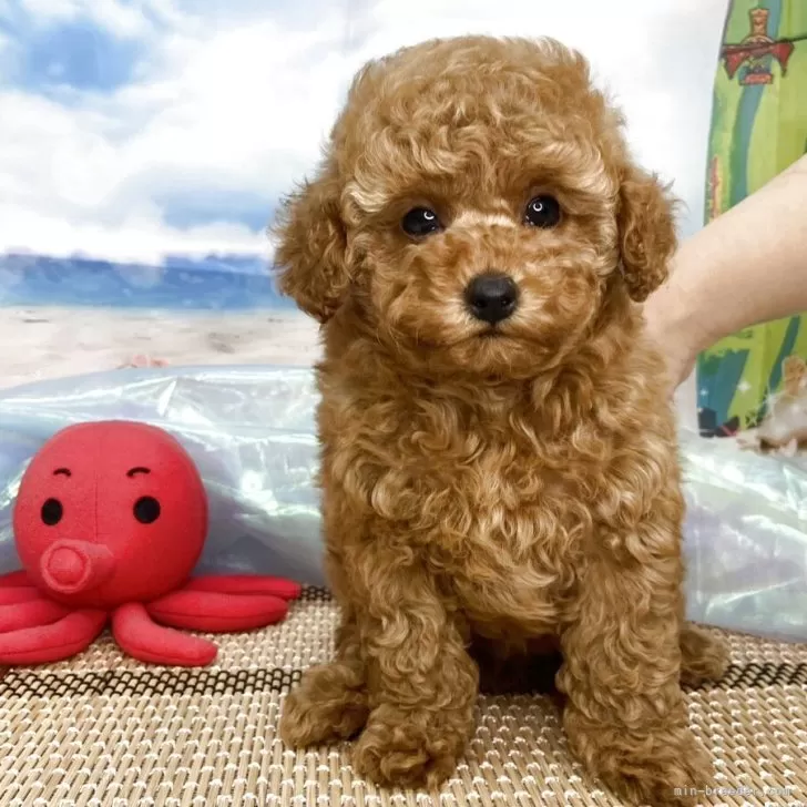 ID:2506-02028の子犬