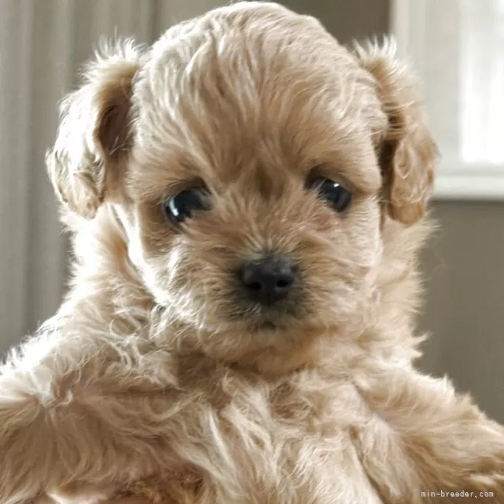 ID:2506-02051の子犬