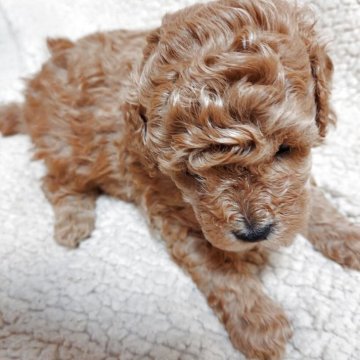 タイニープードル【北海道・男の子・2025年5月12日・レッド】の写真「親犬の母犬プード2キロ、父犬トイプードル2.3キロ」