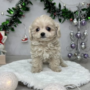 チワプー(トイプードル×チワワ)【北海道・男の子・2024年9月19日・アプリコット】の写真「親犬の母犬チワワ2キロ、父犬トイプードル2.3キロ」