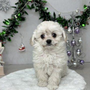 チワプー(トイプードル×チワワ)【北海道・男の子・2024年9月19日・クリーム】の写真「親犬の母犬チワワ2キロ、父犬トイプードル2.3キロ」