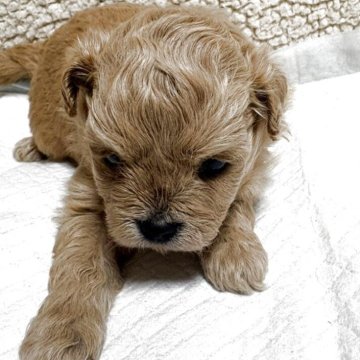 チワプー(トイプードル×チワワ)【北海道・女の子・2025年5月13日・アプリコット】の写真「親犬の母犬チワワ2キロ、父犬トイプードル2.3キロ」