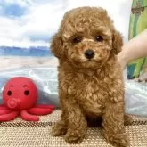 タイニープードル