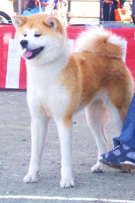 第１３６回秋保本部展成犬B牝　特優2席　ほたか号｜渡辺　勝美(わたなべ　かつみ)ブリーダー(茨城県・秋田犬・秋田犬保存会登録)の紹介写真3