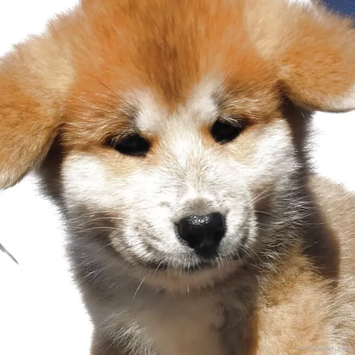 秋田犬【茨城県・男の子・2025年9月7日・赤毛】の写真1