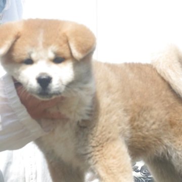 秋田犬【茨城県・男の子・2025年2月26日・赤毛】の写真「前足の先端まで毛色が乗った元気な男の子です。」