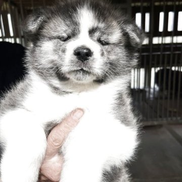 秋田犬【茨城県・女の子・2025年3月22日・虎毛】の写真「元気な虎毛の女の子です。」