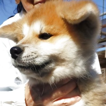 秋田犬【茨城県・女の子・2025年9月7日・赤毛】の写真「元気な女の子です」