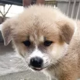 秋田犬