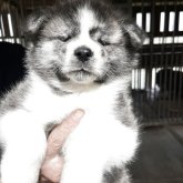 秋田犬