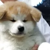 秋田犬