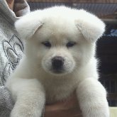秋田犬