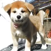 秋田犬【茨城県・女の子・2025年9月7日・赤毛】の写真2