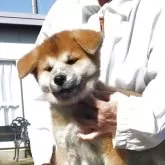 秋田犬【茨城県・男の子・2025年9月7日・赤毛】の写真2