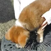 秋田犬【茨城県・男の子・2025年9月7日・赤毛】の写真3