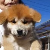 秋田犬【茨城県・男の子・2025年9月7日・赤毛】の写真4