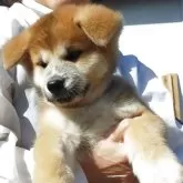 秋田犬【茨城県・男の子・2025年9月7日・赤毛】の写真5